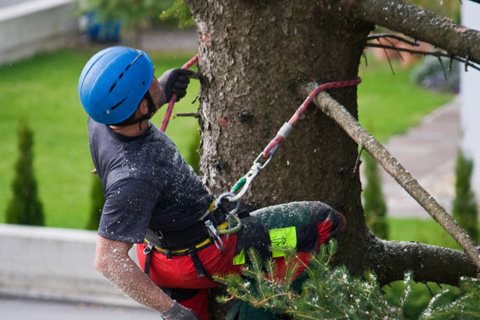 Cowart Tree Experts